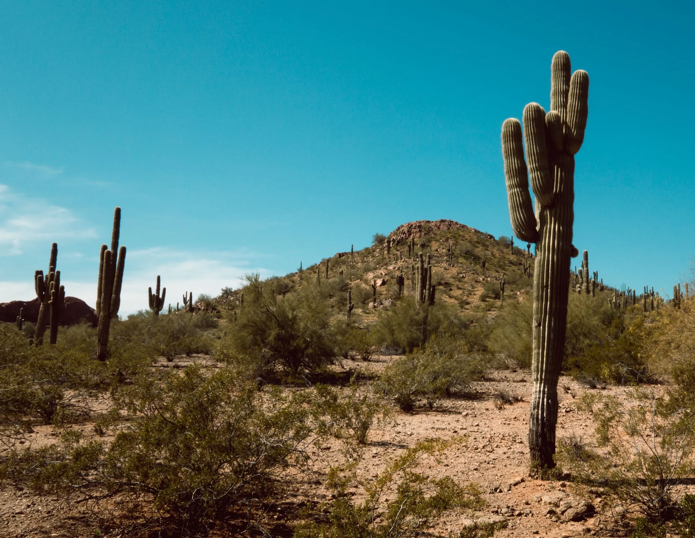 Saguaro cacti and desert brush on a hillside under a blue sky.